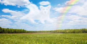 Best Open veld met Hond Engel wolk fotobehang Kinderkamer | Dieren