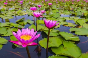Fashion Opvallende roze lotusbloem fotobehang Bloemen