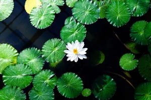 Fashion Opvallende witte kleine lotusbloem fotobehang Bloemen