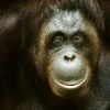 Sale Orang-oetan met een zwarte achtergrond fotobehang Dieren