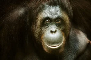 Sale Orang-oetan met een zwarte achtergrond fotobehang Dieren