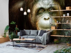 Sale Orang-oetan met een zwarte achtergrond fotobehang Dieren