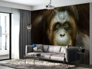 Sale Orang-oetan met een zwarte achtergrond fotobehang Dieren