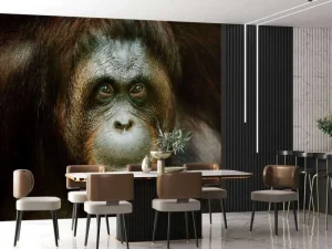 Sale Orang-oetan met een zwarte achtergrond fotobehang Dieren
