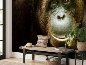 Sale Orang-oetan met een zwarte achtergrond fotobehang Dieren
