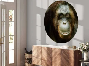 Sale Orang-oetan met een zwarte achtergrond fotobehang Dieren