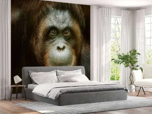 Sale Orang-oetan met een zwarte achtergrond fotobehang Dieren