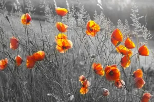 Online Oranje klaprozen met een zwart-witte achtergrond fotobehang Bloemen