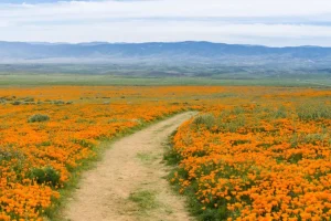 Hot Oranje klaprozenveld in Californië fotobehang Bloemen