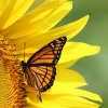 Fashion Oranje Vlinder op Zonnebloem fotobehang Dieren | Bloemen