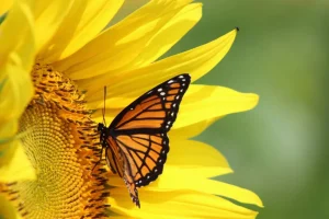 Fashion Oranje Vlinder op Zonnebloem fotobehang Dieren | Bloemen
