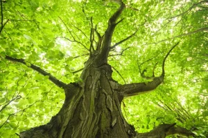 Best Oude Groene Boom tijdens Zonnige Dag fotobehang Bloemen