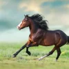 Fashion Paard aan het rennen fotobehang Dieren