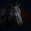 Hot Paard met een donkere achtergrond fotobehang Tienerkamer | Kinderkamer