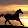 Outlet Paard tijdens Zonsondergang fotobehang Tienerkamer | Kinderkamer
