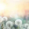 Best Paardebloem design met gekleurde achtergrond fotobehang Bloemen