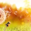 Best Paardebloemen onder rood licht fotobehang Bloemen