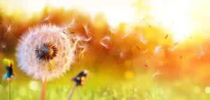 Best Paardebloemen onder rood licht fotobehang Bloemen