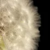 Best Paardenbloem met zwarte achtergrond fotobehang Bloemen