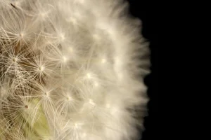 Best Paardenbloem met zwarte achtergrond fotobehang Bloemen