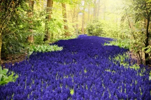 Sale Paarse muscari in de Keukenhof tuinen fotobehang Steden | Architectuur