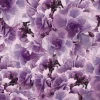 Online Paars-roze klaprozen design fotobehang Hobbykamer | Bloemen