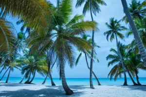 Discount Palmbomen op een Caribisch eiland fotobehang Bloemen