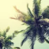 Sale Palmboom Bladeren Vintage fotobehang Bloemen