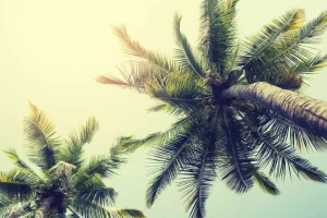 Sale Palmboom Bladeren Vintage fotobehang Bloemen
