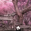 Outlet Panda eet bamboe fotobehang Dieren