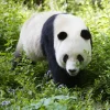 Online Panda in de natuur fotobehang Dieren