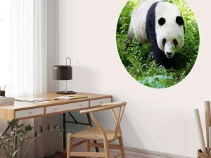Online Panda in de natuur fotobehang Dieren