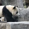Discount Panda in een dierentuin fotobehang Dieren