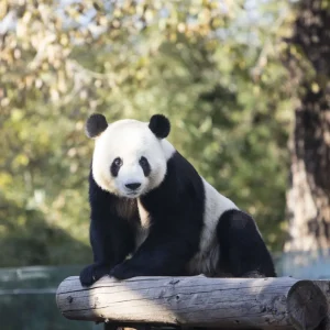 Clearance Panda op een houten balk fotobehang Dieren