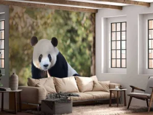 Clearance Panda op een houten balk fotobehang Dieren