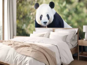 Clearance Panda op een houten balk fotobehang Dieren