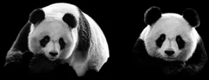 Online Panda's met een zwarte achtergrond fotobehang Woonkamer | Dieren