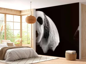 Online Panda's met een zwarte achtergrond fotobehang Woonkamer | Dieren