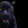 Fashion Panter met een zwarte achtergrond fotobehang Tienerkamer | Dieren