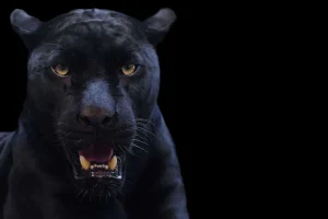 Fashion Panter met een zwarte achtergrond fotobehang Tienerkamer | Dieren