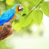 Online Papegaai in de zon fotobehang Dieren