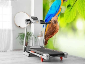 Online Papegaai in de zon fotobehang Dieren