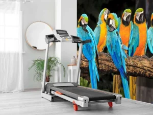 Clearance Papegaaien op een tak fotobehang Dieren