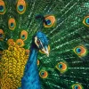Fashion Pauw van dichtbij fotobehang Tienerkamer | Dieren