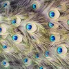 Sale Pauw veren met ogen fotobehang Dieren