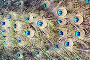 Sale Pauw veren met ogen fotobehang Dieren