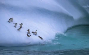 Hot Pinguïns glijden van een helling af fotobehang Dieren