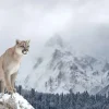 Fashion Poema in een winterlandschap fotobehang Dieren