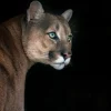 Sale Poema met een zwarte achtergrond fotobehang Dieren
