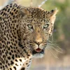 Discount Portret Luipaard in Zuid-Afrika fotobehang Dieren